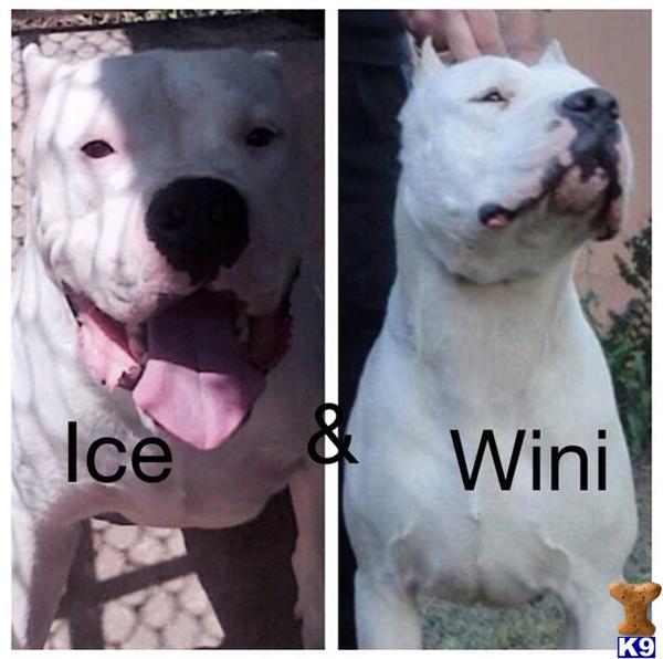 dogo argentino puppy posted by Cordoba Dogos